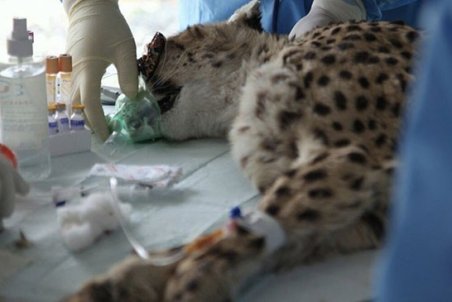 بازگشت دلبر و کوشکی به توران تحت تدابیر ویژه!