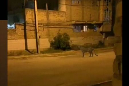 کلیپ تردد یوزپلنگ در داراب ساختگی است/ منتشرکننده قضایی شد