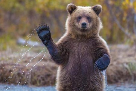 نجات خرس قهوه ای از تله شکارچیان