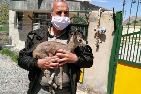 رهایی بره آهوی مجروح از چنگال عقاب در بجستان
