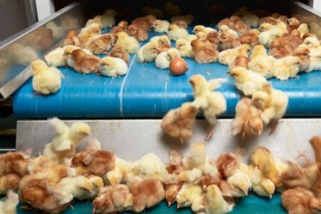 معدوم‌سازی جوجه‌های یک روزه یک روند عادی است!