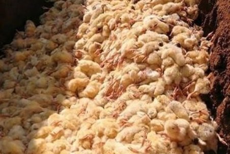 پشت‌پرده معدوم‌سازی جوجه های یک روزه