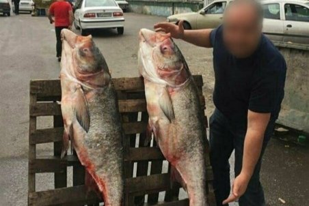 صید ماهی‌های ۴۰ کیلویی از رودخانه سفیدرود رشت تکذیب شد