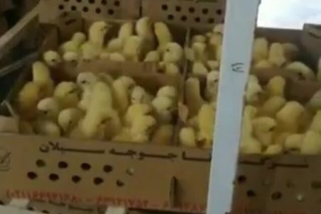 شدیدترین برخوردها در انتظار جوجه‌کُش‌ها/ اخطار به واحدهای تولید جوجه در تهران