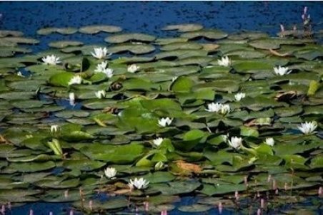 3 عاملی که بلای جان نیلوفرهای "سراب نیلوفر" کرمانشاه شده‌اند