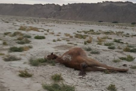 علت تلف شدن شترهای جاسکی چیست ؟