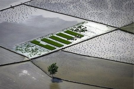 ۵۰ درصد شالیزارهای گیلان خزانه گیری شد/کشت مکانیزه ۱۵۷ هزار هکتار