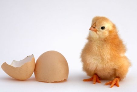 زنده به گور کردن جوجه‌ها، راهی برای رسانه‌ای شدن!