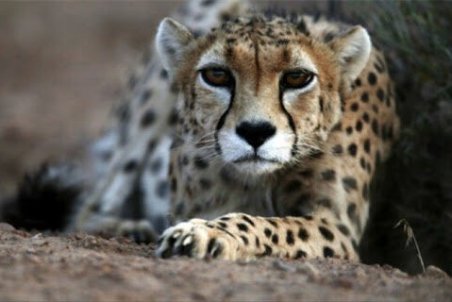 از چرایی جدایی "کوشکی" از "ایران" تا جدایی "کوشکی" از "دلبر"