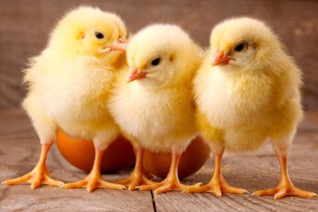 گروه‌های جهادی آماده واگذاری جوجه‌ها به روستاهای کشور هستند