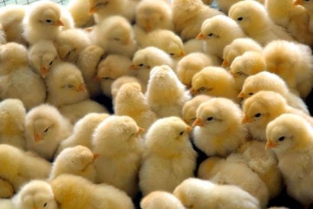 معدوم سازی جوجه یک روزه در استان اصفهان منتفی است