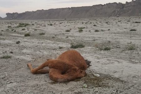 علت مرگ شترها در دست بررسی است/ لاشه ها قابلیت نمونه برداری ندارد