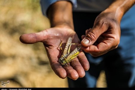 آماده‌باش فارس برای هجوم جدید ملخ‌ها؛ تاکنون هیچ خسارتی به مزارع وارد نشده است