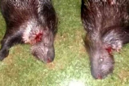 شکارچی تشی «خار پشت» در ایذه به دام افتاد/ باور غلط درمانی، عامل شکار این جانور است