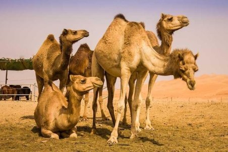 دامپزشکی باید علت تلف شدن شترها در جاسک را اعلام کند