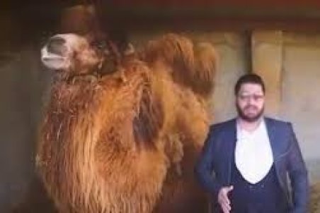 (ویدئو) عذرخواهی نوشنده ادرار شتر پس از دستگیری