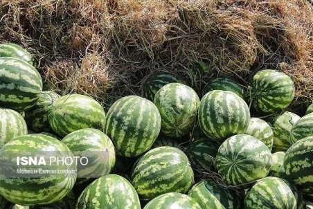 افزایش 20 تا 25 درصدی قیمت هندوانه