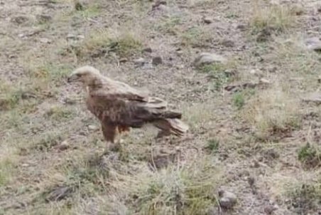 ۱۸ قطعه پرنده وحشی در آذربایجان شرقی رهاسازی شد