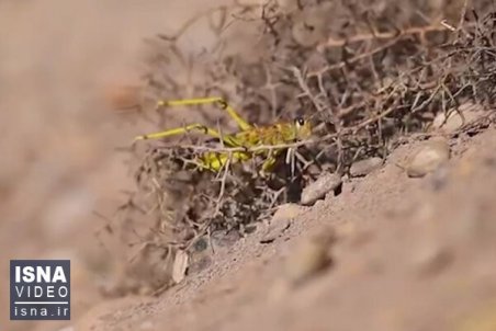 هجوم ملخ‌های محلی به جیرفت/نیمه دوم اردیبهشت، احتمال افزایش هجوم ملخ‌های صحرایی