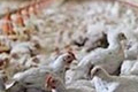 به زودی مرغ‌ها هم زنده به گور خواهند شد؟