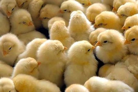 ستاد تنظیم بازار مقصر جوجه‌کُشی است؟