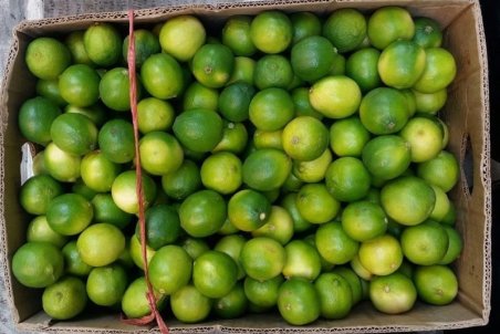 ۵ اقدام ستاد تنظیم بازار برای کنترل قیمت لیموترش / واردات ۵ هزار تن لیموترش به کشور