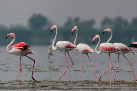 فلامینگوها مهمان گاوخونی شدند/ تامین ۲۳ درصد حقابه در شش ماه