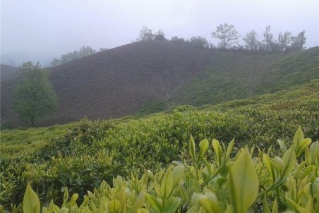 آغاز برداشت برگ سبز چای از هفته آینده در گیلان و مازندران