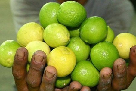 واردات و صادرات لیموترش فعلا ممنوع است