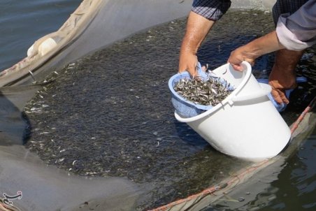 صید کیلکا از دریای خزر ممنوع شد