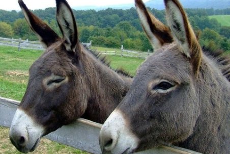 تجارت داغ در صنعت "خرپروری"