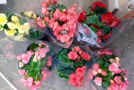 ۹۰ درصد از گل‌های شاخه بریده دور ریخته شد/ صادرات متوقف شده است