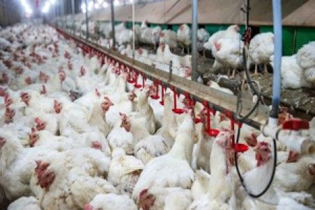 شرط ارزان شدن مرغ چیست؟/ پشت پرده ماجرای جوجه‌کشی افشا شد