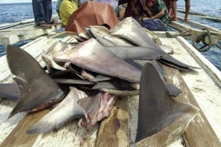 صید کوسه سرچکشی ممنوع است/فیلم منتشر شده در فضای مجازی قدیمی است