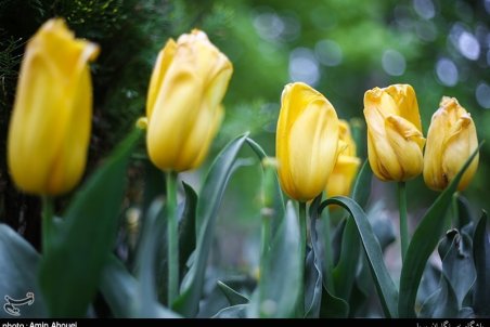 ضرر بالای گلفروشان در شرایط کرونا/ ماندگاری کم مشکل اصلی این صنف است