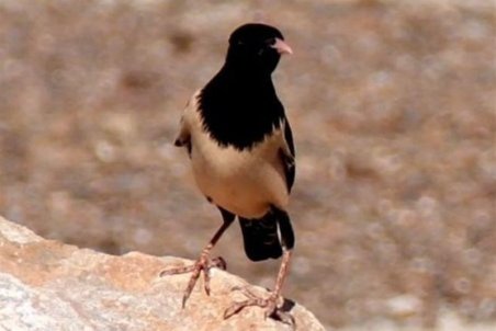 نخستین «سار صورتی» در استان یزد مشاهده شد