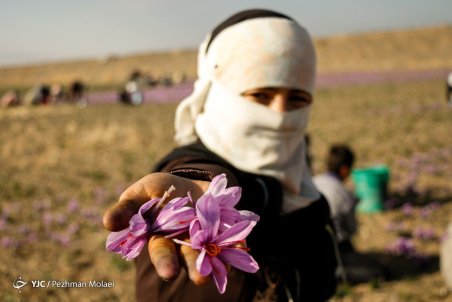 رکود بر بازار طلای سرخ حاکم است؛ قیمت منطقی هر مثقال زعفران ۵۰ هزار تومان