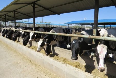 ضربه به تولید داخل با واردات گوشت قرمز/ کمبود نهاده عمده مشکل تولیدکنندگان