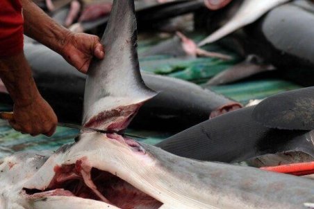 نسل‌کشی کوسه‌ها در خلیج‌فارس