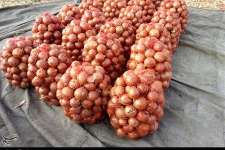 تعرفه صادرات پیاز برداشته شد/ قیمت ۴۰۰ تومانی پیاز در جنوب