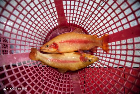 کمبودی در عرضه ماهی نداریم