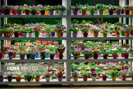 از بین رفتن ۷۰۰۰ هکتار گل و گیاه زینتی به دلیل کرونا