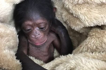 ماجرای شامپانزه ای که به باغ وحش ارم بازگردانده نشد، چیست؟