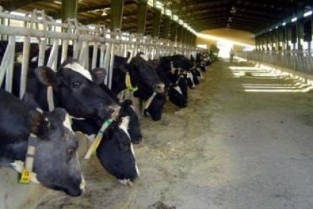 راهی جز خروج دام مازاد از کشور نداریم/ تهدید سلامت انسان‌ها با افزایش تراکم جمعیت دامی در کشور