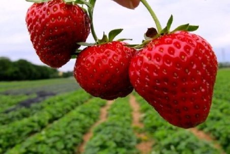 توت فرنگی، منبع تامین پتاسیم و کلسیم بدن