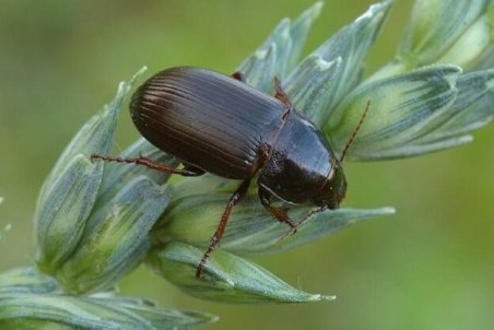 «سوسک سیاه گندم» میهمان ناخوانده شهرهای استان قزوین