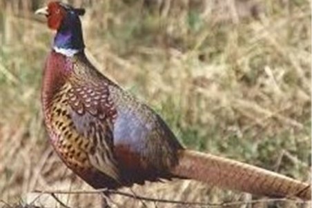 جریمه‌ نقدی در انتظار شکارچیان قرقاول؛ تخریب زیستگاه این گونه بومی گیلان را تهدید می‌کند