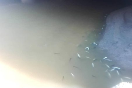 ماجرای تلف شدن ۱۰ هزار ماهی در رامسر چیست؟