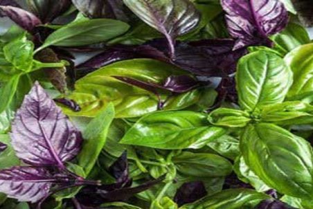 خواص بی‌نظیر سبزی ریحان