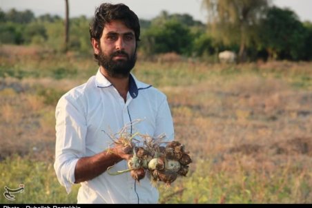 روزگار ناخوش کشاورزان بخش توکهور شهرستان میناب / افت شدید قیمت ‌اشک پیازکاران را در‌آورد